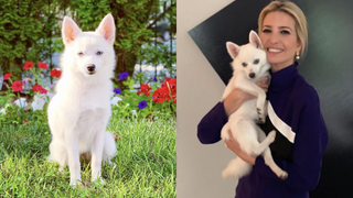 Have You Met Ivanka's New Dog Yet?